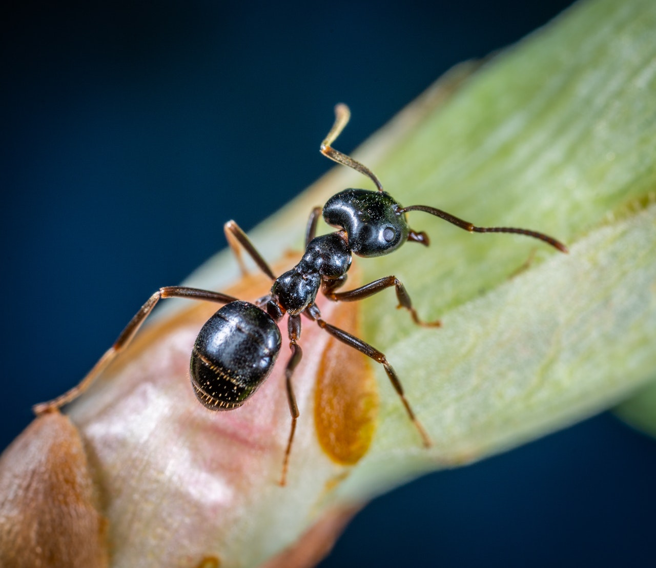 Acheter des fourmis